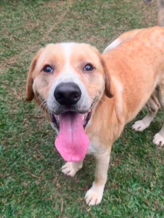 Luan, cachorro de porte grande para adoção em Cotia - SP — foto 2 de 10