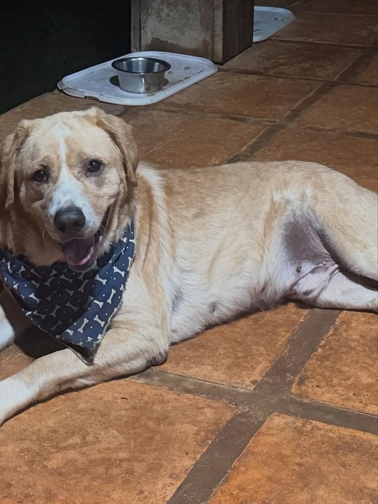 Luan, cachorro de porte grande para adoção em Cotia - SP — foto 3 de 10