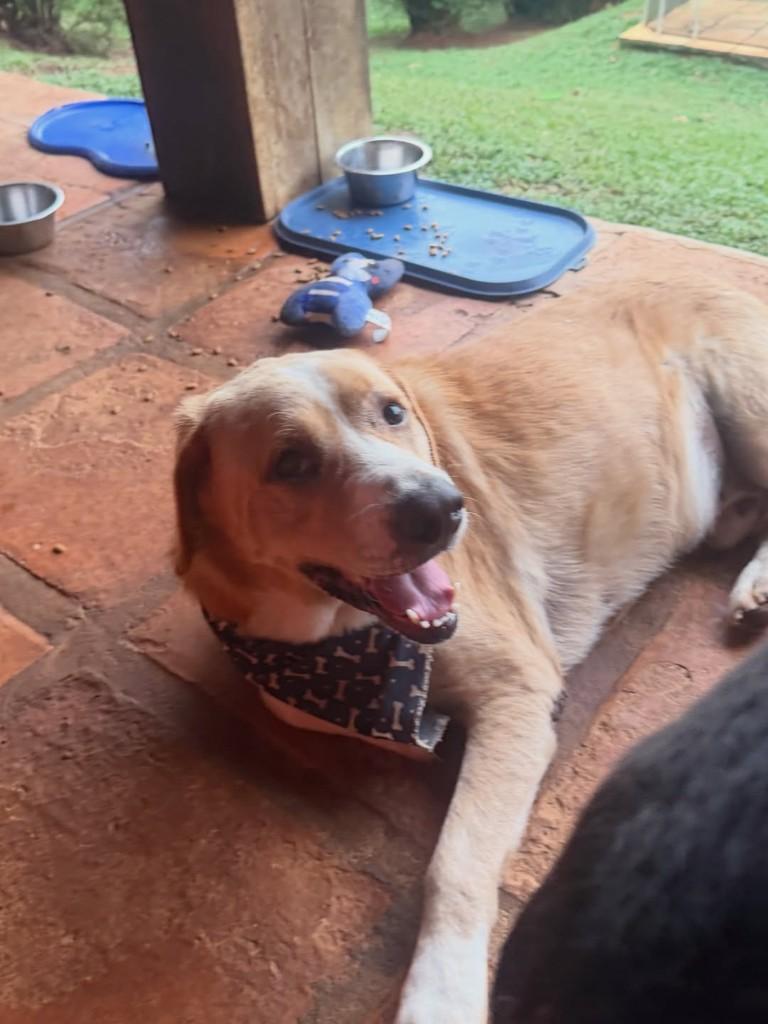 Luan, cachorro de porte grande para adoção em Cotia - SP — foto 4 de 10