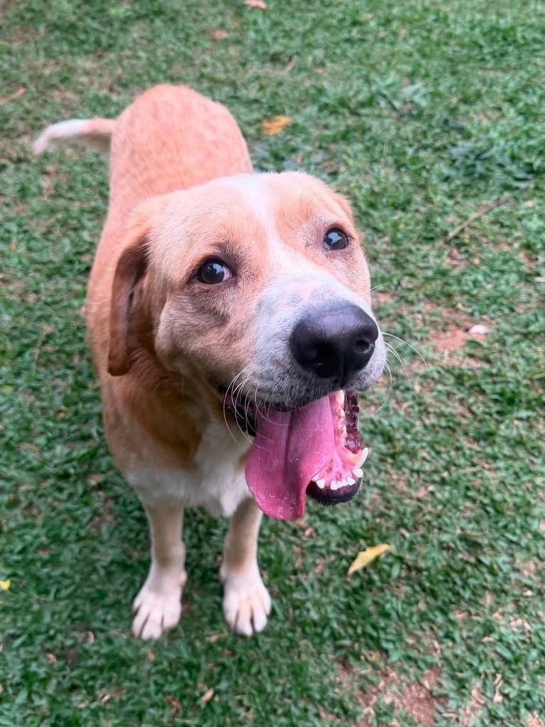 Luan, cachorro de porte grande para adoção em Cotia - SP — foto 5 de 10