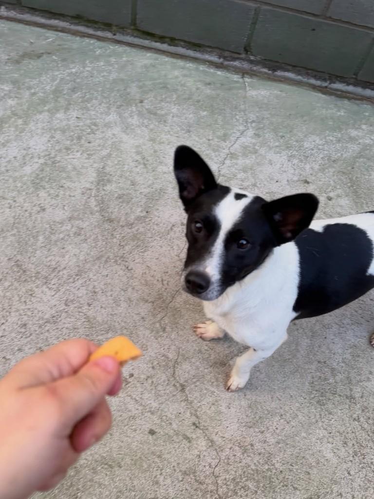 Tiaguinho, cachorro de porte pequeno para adoção em Cotia - SP — foto 2 de 7