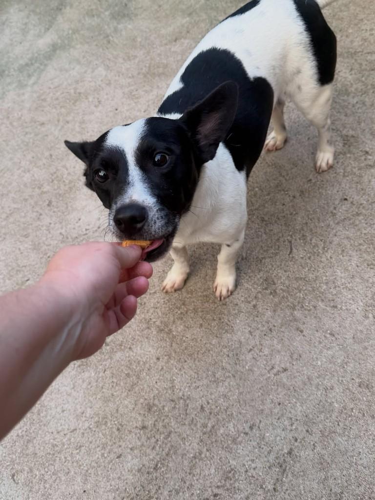 Tiaguinho, cachorro de porte pequeno para adoção em Cotia - SP — foto 3 de 7