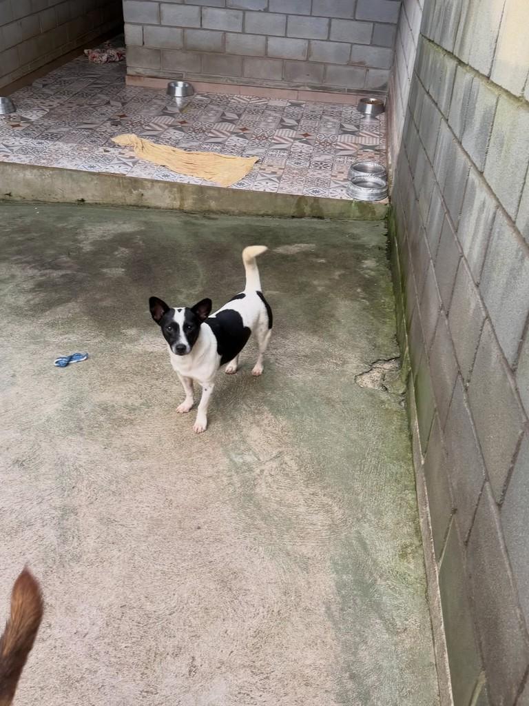 Tiaguinho, cachorro de porte pequeno para adoção em Cotia - SP — foto 4 de 7