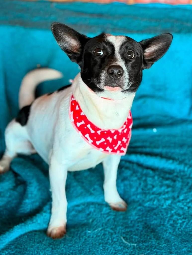 Tiaguinho, cachorro de porte pequeno para adoção em Cotia - SP — foto 5 de 7