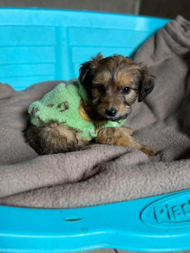 Raviolli, cachorro de porte pequeno para adoção em Cotia - SP