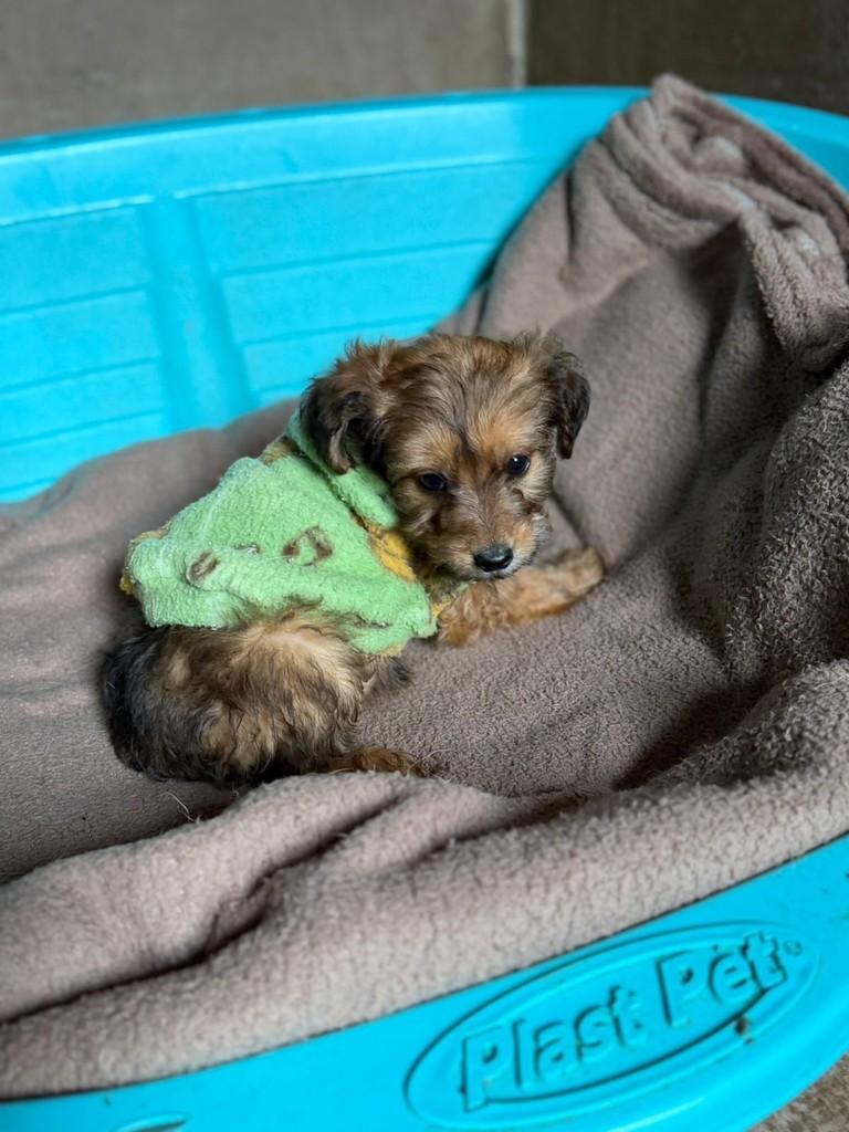 Raviolli, cachorro de porte pequeno para adoção em Cotia - SP — foto 2 de 4