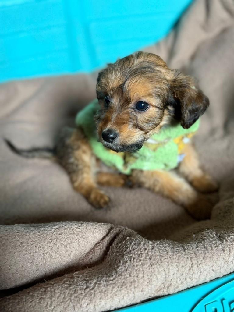 Raviolli, cachorro de porte pequeno para adoção em Cotia - SP — foto 4 de 4