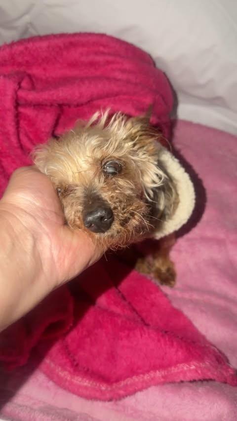 Philip, cachorro de porte médio para adoção em Cotia - SP