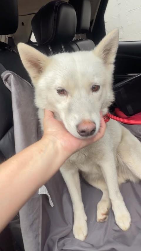 Polar, cadela de porte pequeno para adoção em São Paulo - SP