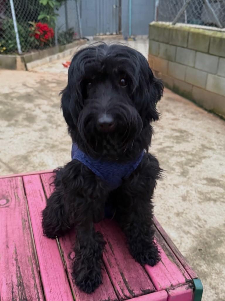Frederico, cachorro de porte pequeno para adoção em Cotia - SP