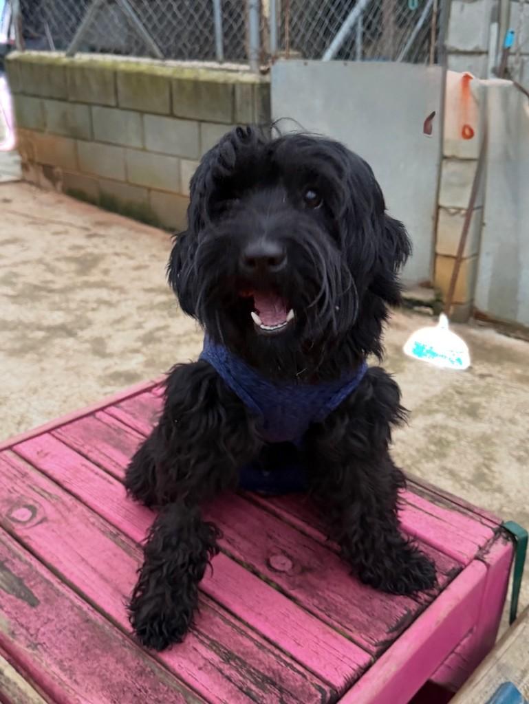 Frederico, cachorro de porte pequeno para adoção em Cotia - SP — foto 2 de 4
