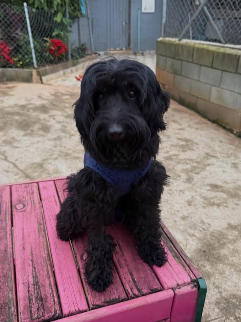 Frederico, cachorro de porte pequeno para adoção em Cotia - SP — foto 3 de 4