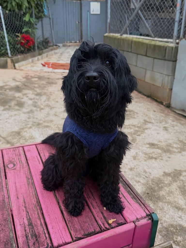 Frederico, cachorro de porte pequeno para adoção em Cotia - SP — foto 4 de 4