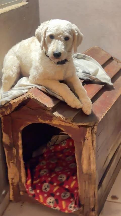Snoopy, cachorro de porte pequeno para adoção em São Paulo - SP