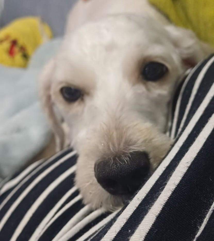Meg, cadela de porte pequeno para adoção em Cotia - SP