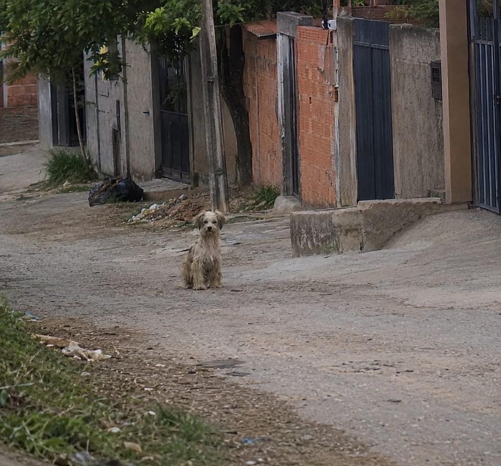 Tabata, cachorro de porte pequeno para adoção em São Paulo - SP