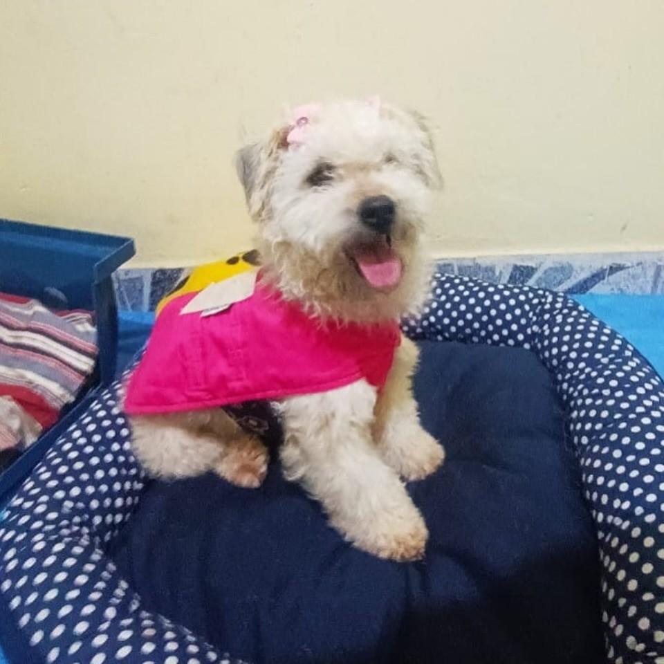 Laila Laika, cadela de porte pequeno para adoção em Cotia - SP