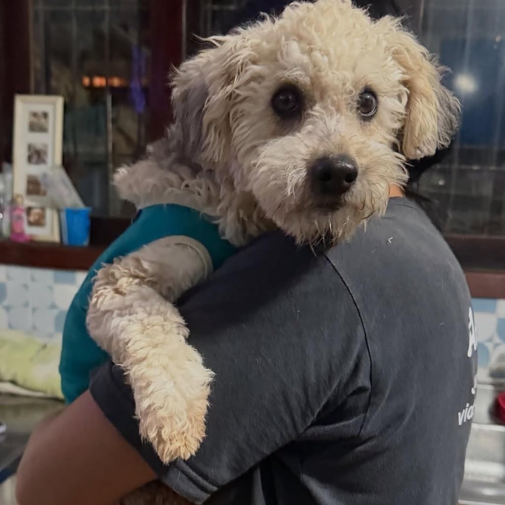Laila Laika, cadela de porte pequeno para adoção em Cotia - SP — foto 2 de 5