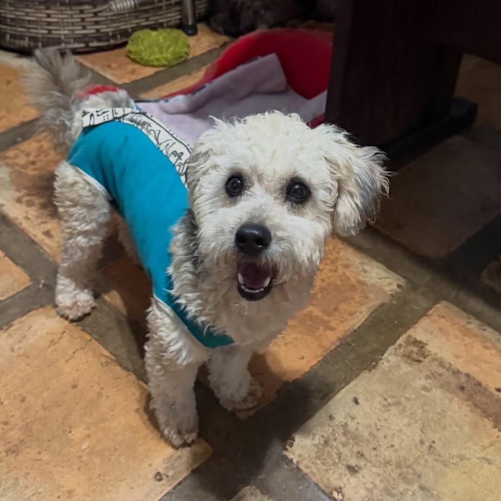 Laila Laika, cadela de porte pequeno para adoção em Cotia - SP — foto 3 de 5