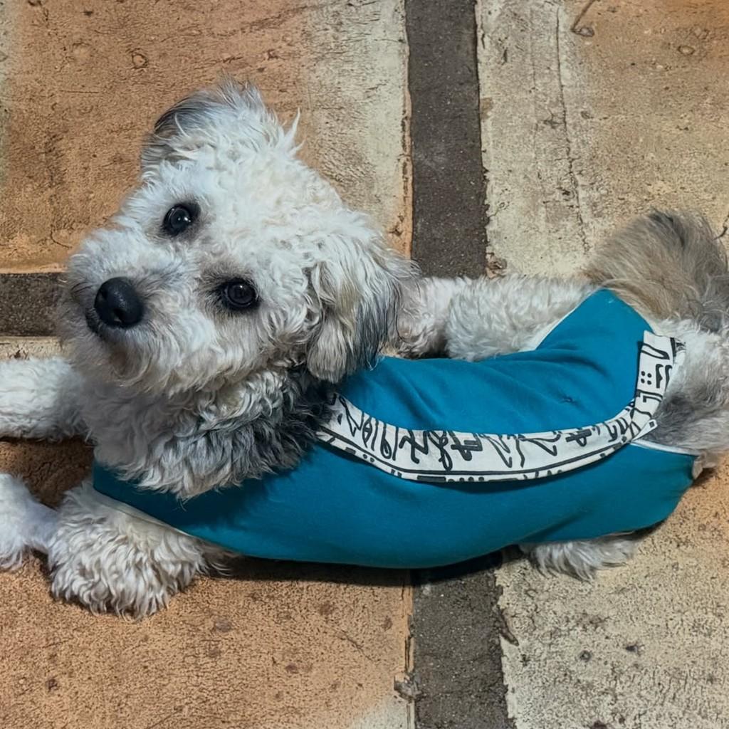 Laila Laika, cadela de porte pequeno para adoção em Cotia - SP — foto 4 de 5