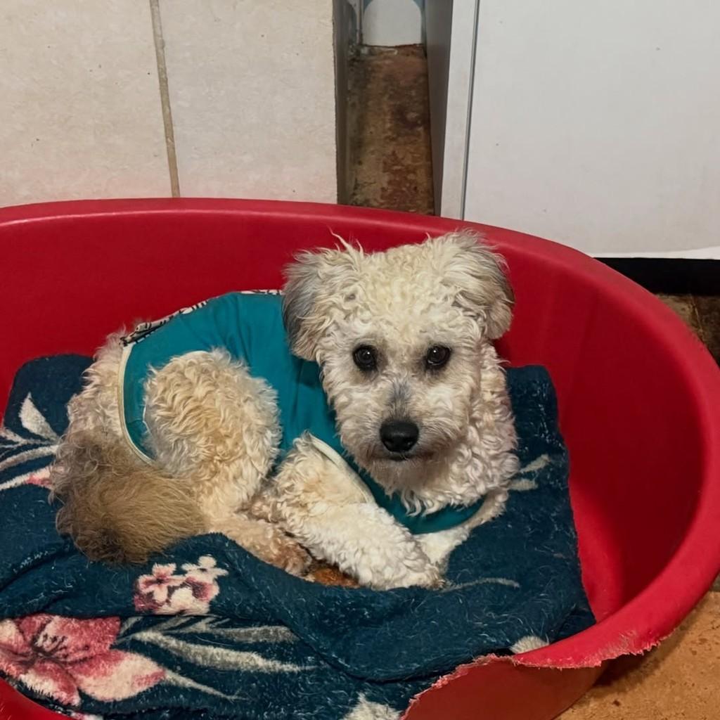 Laila Laika, cadela de porte pequeno para adoção em Cotia - SP — foto 5 de 5