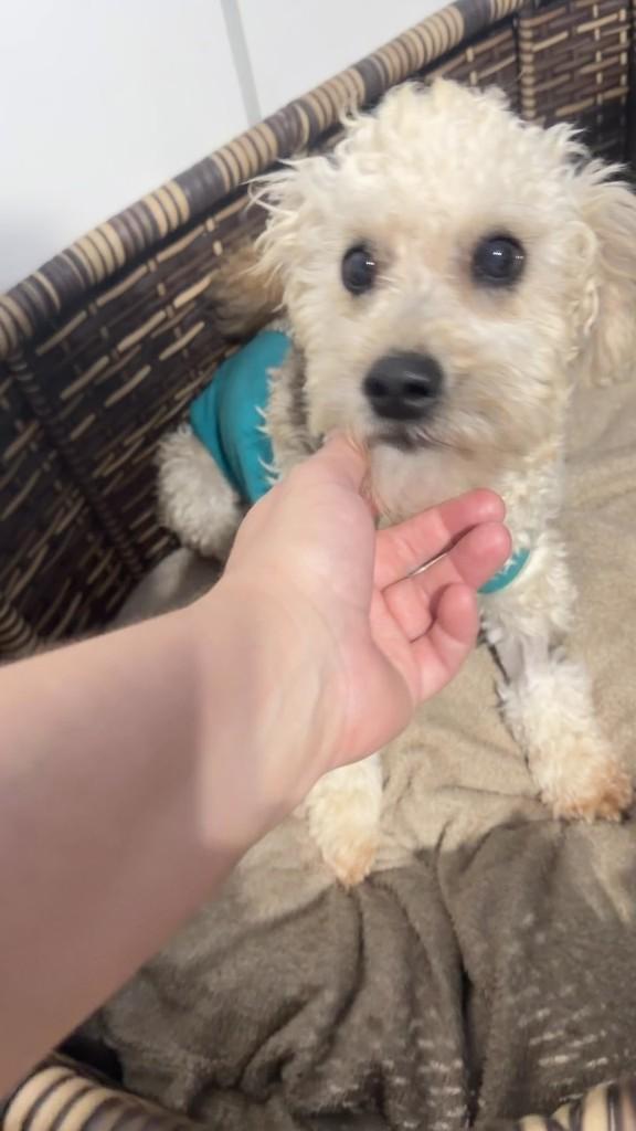 Laika Laila, cadela de porte pequeno para adoção em Cotia - SP