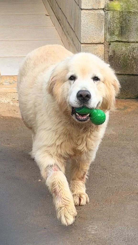 Roger, cachorro de porte grande para adoção em Cotia - SP