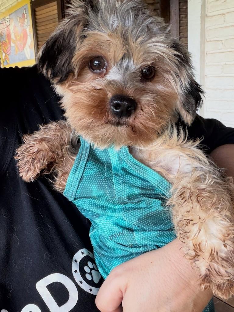 Baby, cadela de porte pequeno para adoção em Cotia - SP