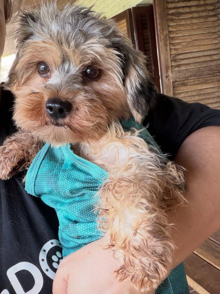 Baby, cadela de porte pequeno para adoção em Cotia - SP — foto 2 de 5