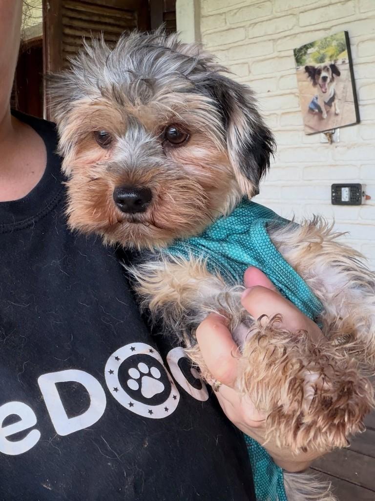 Baby, cadela de porte pequeno para adoção em Cotia - SP — foto 3 de 5