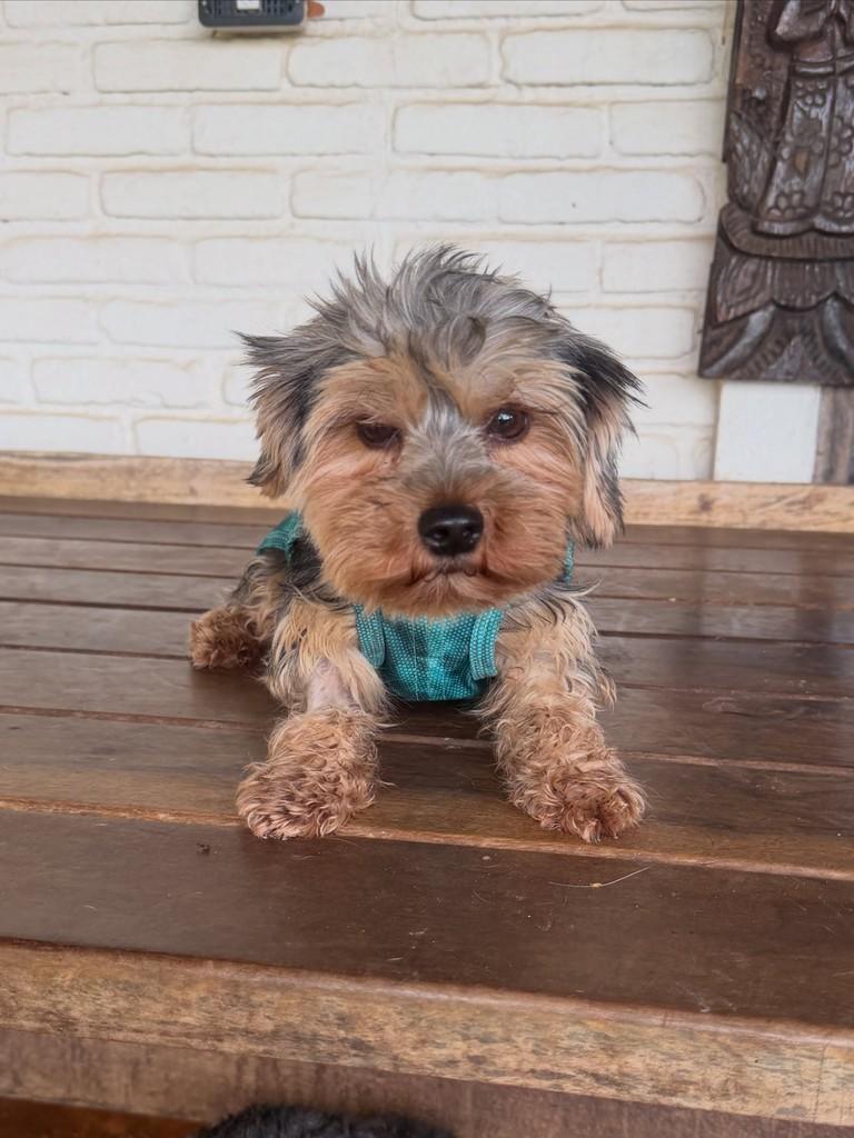 Baby, cadela de porte pequeno para adoção em Cotia - SP — foto 4 de 5