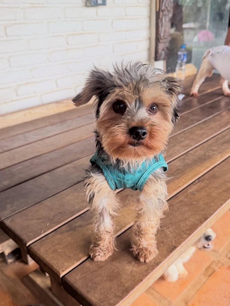 Baby, cadela de porte pequeno para adoção em Cotia - SP — foto 5 de 5