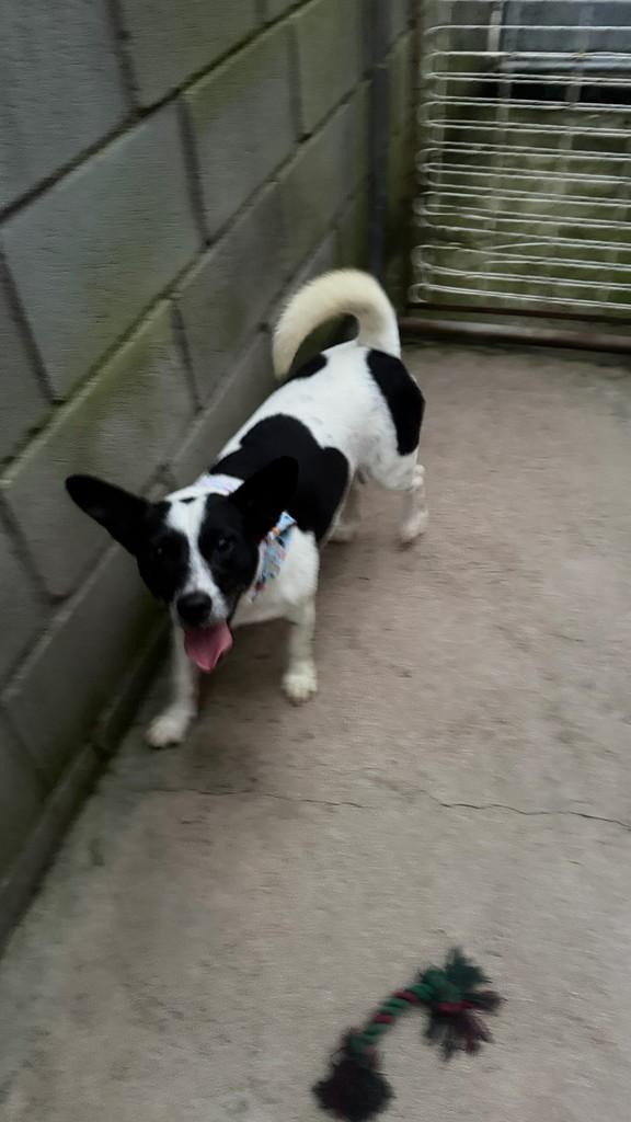 Thiaguinho, cachorro de porte pequeno para adoção em Cotia - SP
