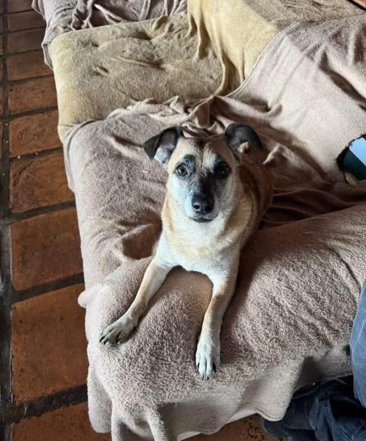 Fiona, cadela de porte pequeno para adoção em Cotia - SP — foto 2 de 2