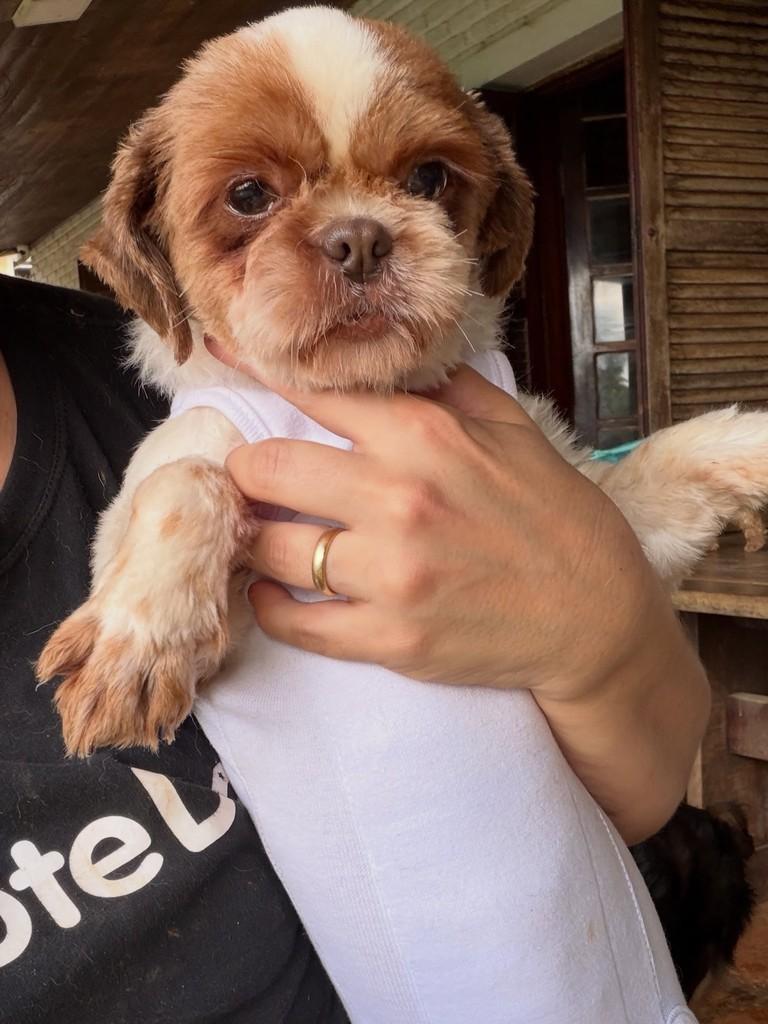 Safira, cadela de porte pequeno para adoção em Cotia - SP — foto 2 de 2