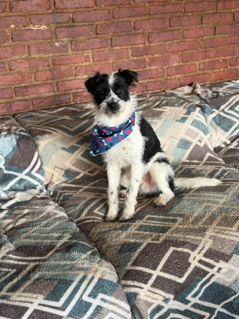 Floquinho, cachorro de porte pequeno para adoção em Cotia - SP
