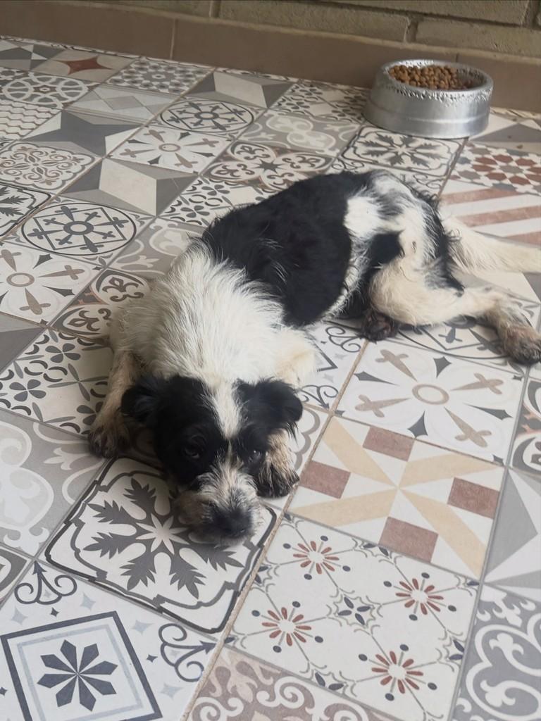 Floquinho, cachorro de porte pequeno para adoção em Cotia - SP — foto 3 de 3