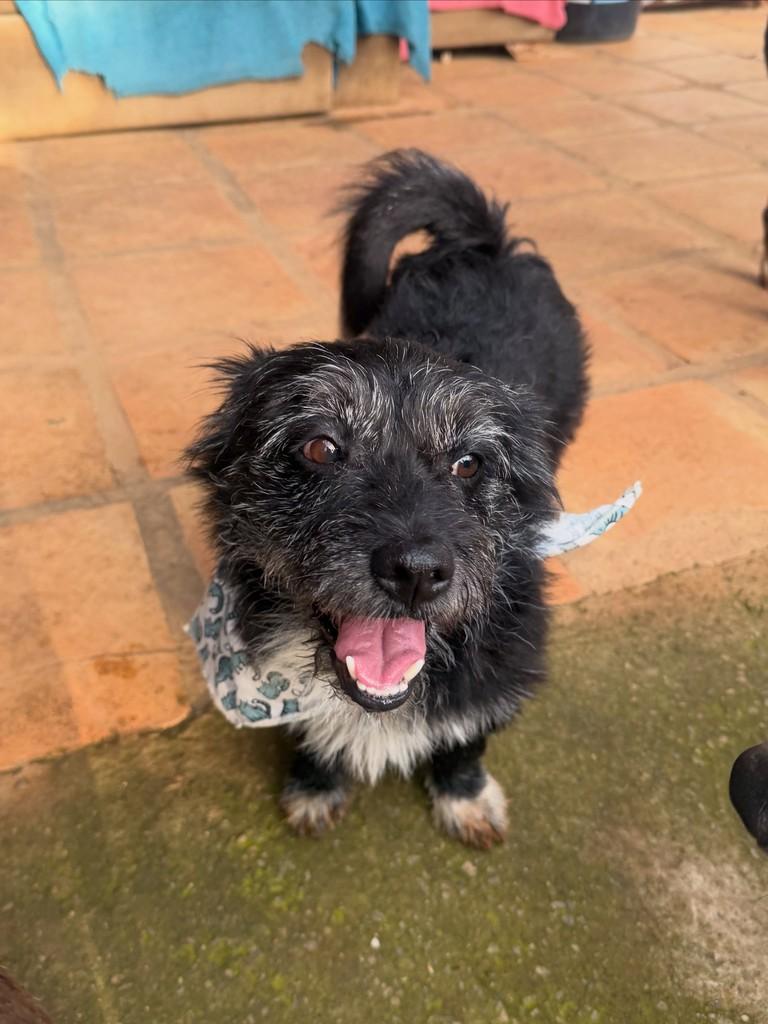 Sundae, cachorro de porte pequeno para adoção em Cotia - SP