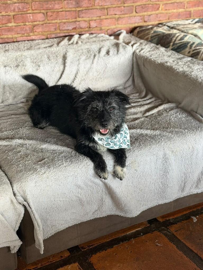 Sundae, cachorro de porte pequeno para adoção em Cotia - SP — foto 2 de 2