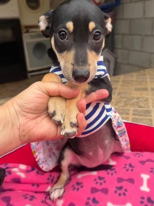 Branca de Neve, cadela de porte pequeno para adoção em Cotia - SP