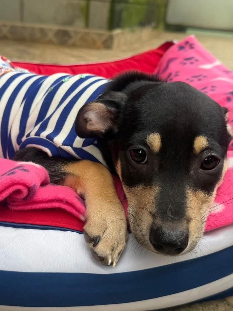 Branca de Neve, cadela de porte pequeno para adoção em Cotia - SP — foto 2 de 2