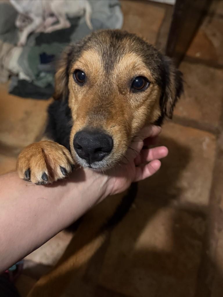 Jaques, cachorro de porte médio para adoção em Cotia - SP