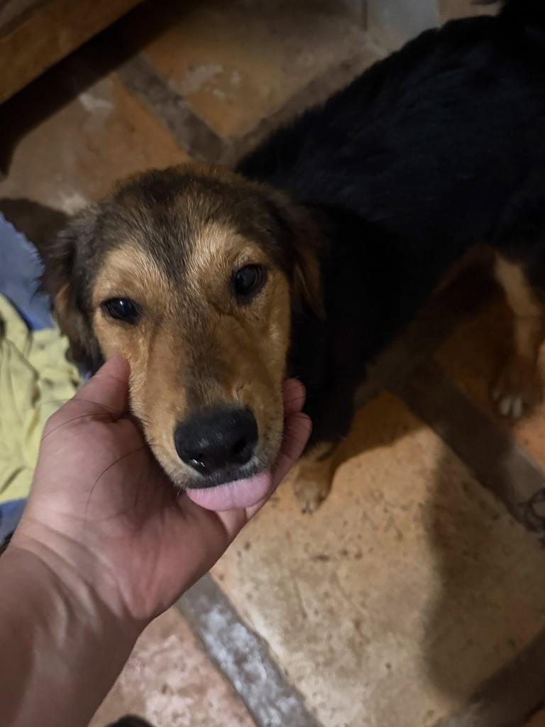 Jaques, cachorro de porte médio para adoção em Cotia - SP — foto 2 de 2