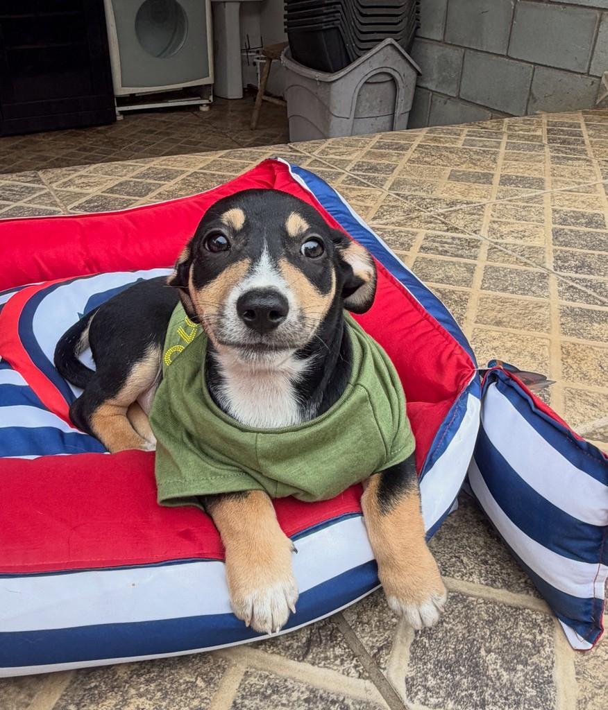 Aladimmmmm, cachorro de porte pequeno para adoção em Cotia - SP