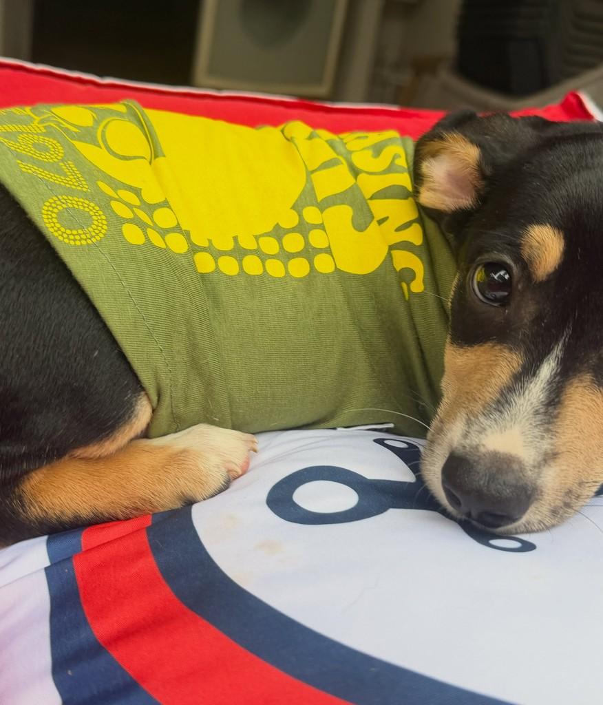 Aladimmmmm, cachorro de porte pequeno para adoção em Cotia - SP — foto 2 de 3
