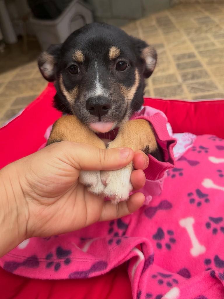 Ariel, cadela de porte pequeno para adoção em Cotia - SP — foto 2 de 6