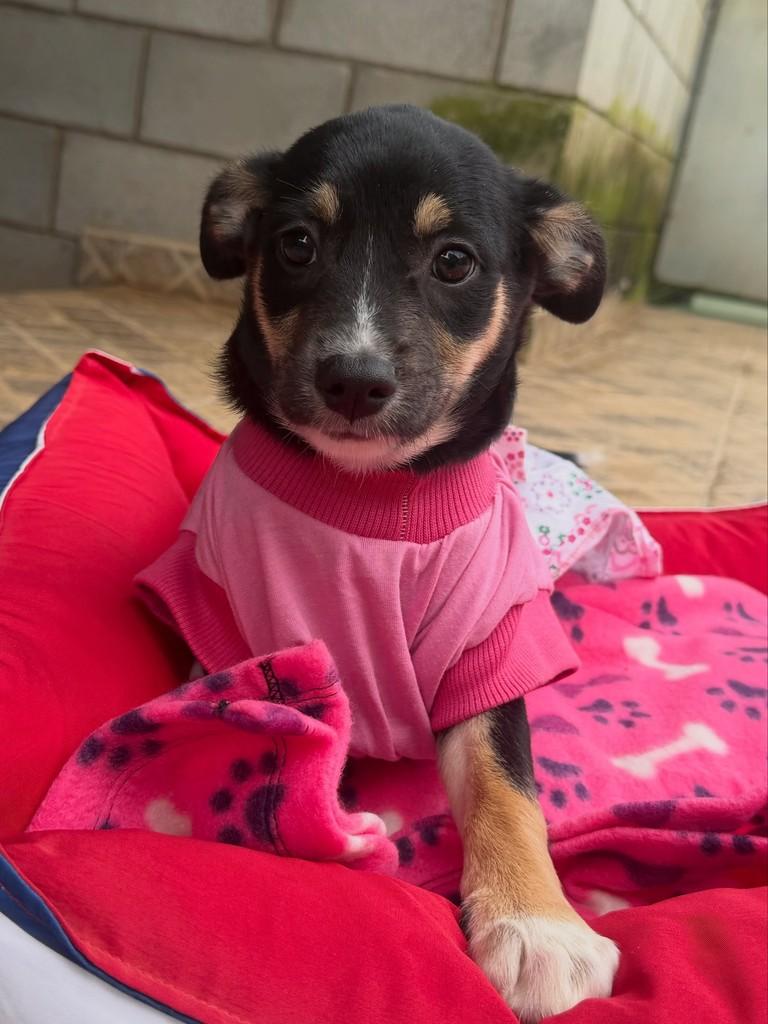 Ariel, cadela de porte pequeno para adoção em Cotia - SP — foto 4 de 6