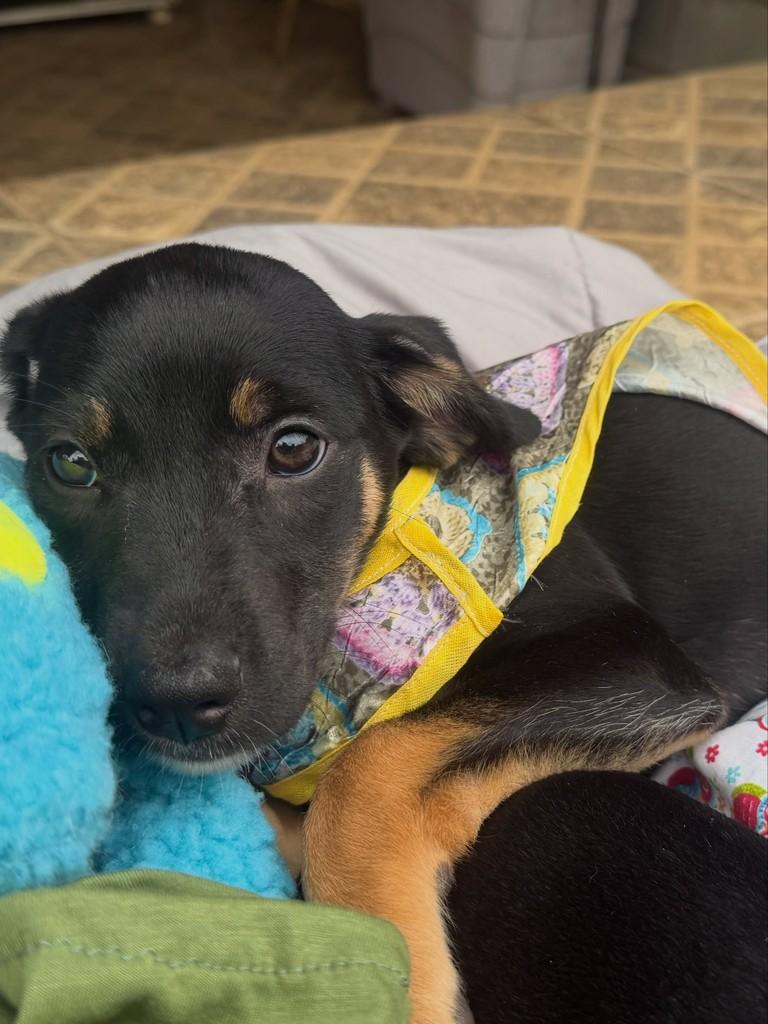 Bella, cadela de porte pequeno para adoção em Cotia - SP