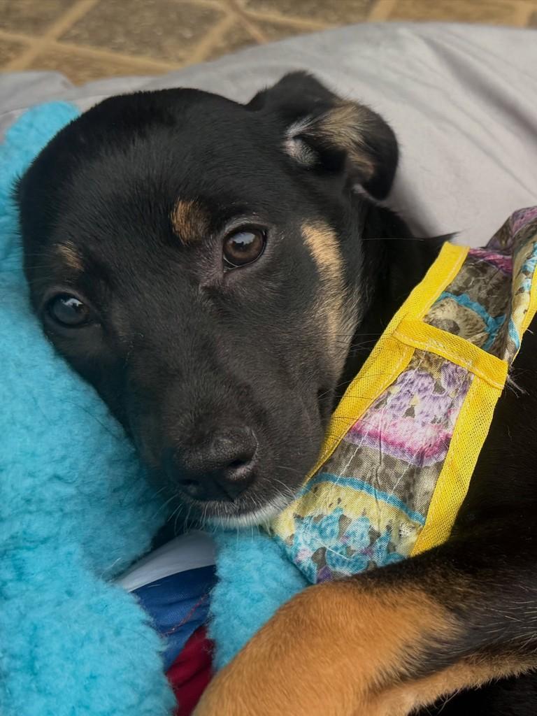 Bella, cadela de porte pequeno para adoção em Cotia - SP — foto 2 de 3