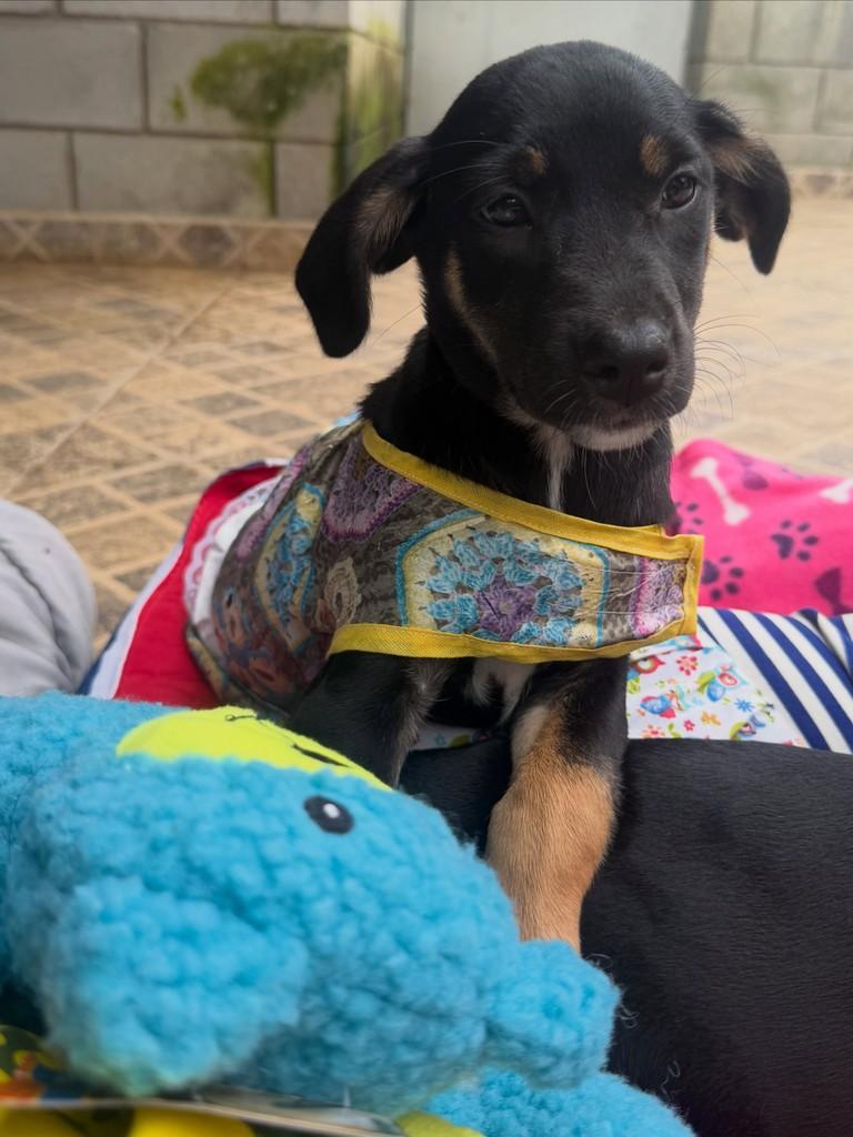 Bella, cadela de porte pequeno para adoção em Cotia - SP — foto 3 de 3